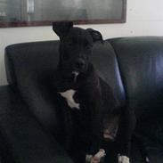 Amerikansk staffordshire terrier Ekko