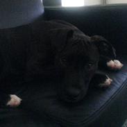 Amerikansk staffordshire terrier Ekko