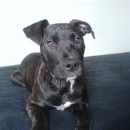 Amerikansk staffordshire terrier Ekko