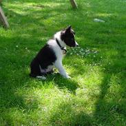 Border collie Aslan