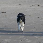 Border collie Aslan