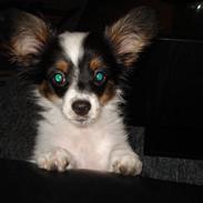 Papillon Gizmo