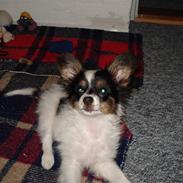 Papillon Gizmo
