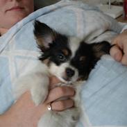 Papillon Gizmo