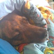 Amerikansk staffordshire terrier Ticka