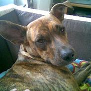 Amerikansk staffordshire terrier Ticka