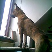 Amerikansk staffordshire terrier Ticka