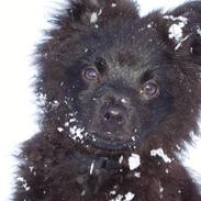 Mittelspitz Spitzhusets Fleetwood Mac