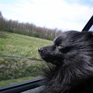 Mittelspitz Spitzhusets Fleetwood Mac