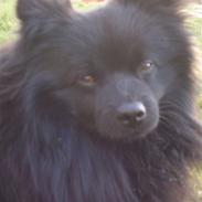 Mittelspitz Spitzhusets Fleetwood Mac