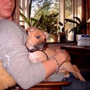 Amerikansk staffordshire terrier Donna