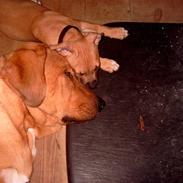 Amerikansk staffordshire terrier Donna