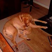 Amerikansk staffordshire terrier Donna