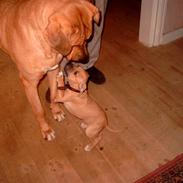 Amerikansk staffordshire terrier Donna