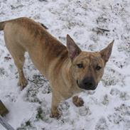 Blanding af racer manne