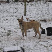 Blanding af racer manne