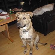 Blanding af racer manne