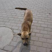 Blanding af racer manne