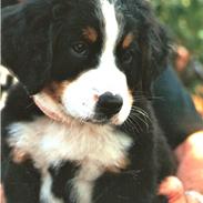 Berner sennenhund WILMA 2002 - 2010 