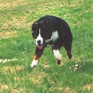 Berner sennenhund WILMA 2002 - 2010 