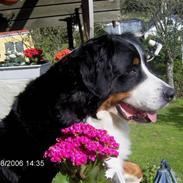 Berner sennenhund WILMA 2002 - 2010 