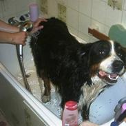 Berner sennenhund WILMA 2002 - 2010 