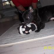 Fransk bulldog ~*.*Chili*.*~