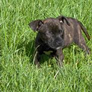 Amerikansk staffordshire terrier NALA