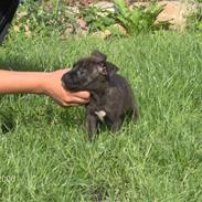 Amerikansk staffordshire terrier NALA
