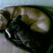 Amerikansk staffordshire terrier NALA