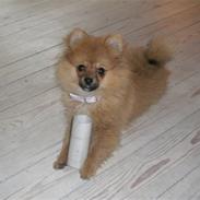 Pomeranian Mixie.