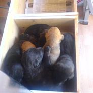 Belgisk hyrdehund Bongo