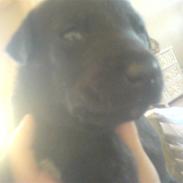 Belgisk hyrdehund Bongo