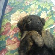 Belgisk hyrdehund Bongo