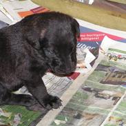 Belgisk hyrdehund Bongo