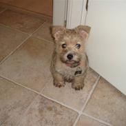 Cairn terrier Luna