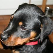Rottweiler Zenta