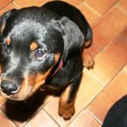 Rottweiler Zenta