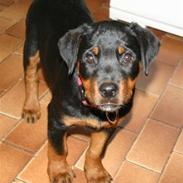 Rottweiler Zenta