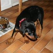 Rottweiler Zenta