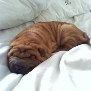 Shar pei Buller