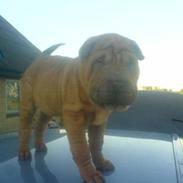 Shar pei Buller