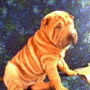 Shar pei Buller