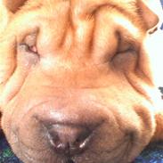 Shar pei Buller