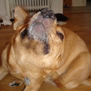 Blanding af racer Mille