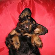 Cavalier king charles spaniel Bølle