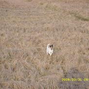 Dansk svensk gaardhund tananna