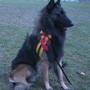 Tervueren Duchesse Danell's Quinzy