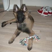 Tervueren Duchesse Danell's Quinzy