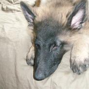 Tervueren Duchesse Danell's Quinzy